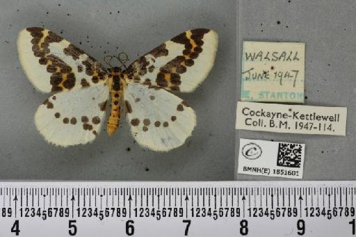 Abraxas grossulariata ab. albomarginata Raynor, 1903 - BMNHE_1851601_415008