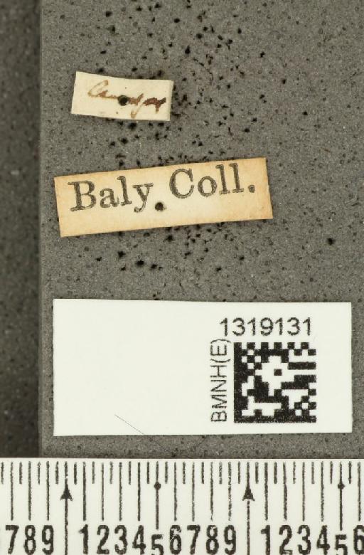 Diabrotica illigeri Baly, 1889 - BMNHE_1319131_label_17846