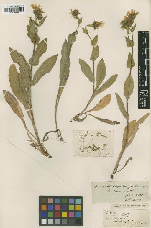 Hieracium valdepilosum subsp. subglabrescens Zahn - BM001050720