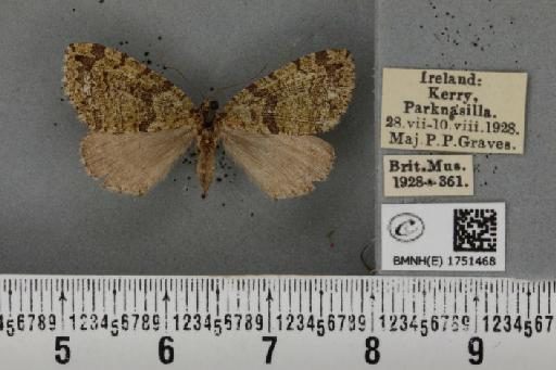 Hydriomena furcata (Thunberg, 1784) - BMNHE_1751468_328387