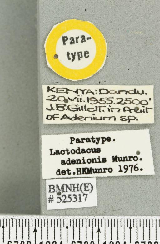 Dacus (Psilodacus) adenionis (Munro, 1984) - BMNHE_525317_label_38685