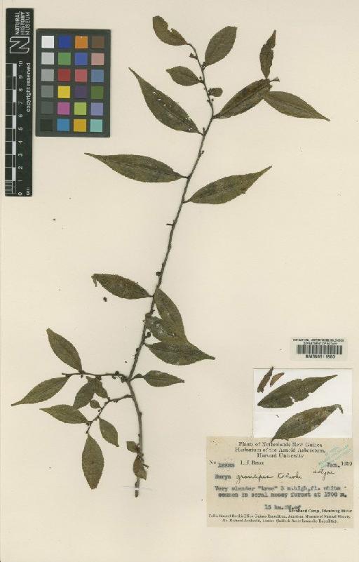 Eurya gracilipes Kobuski - BM000611880