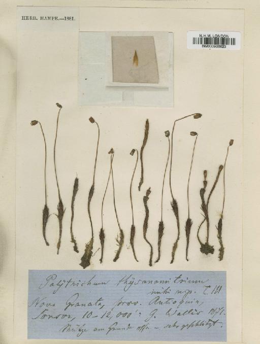 Polytrichum juniperinum Hedw. - BM000960623