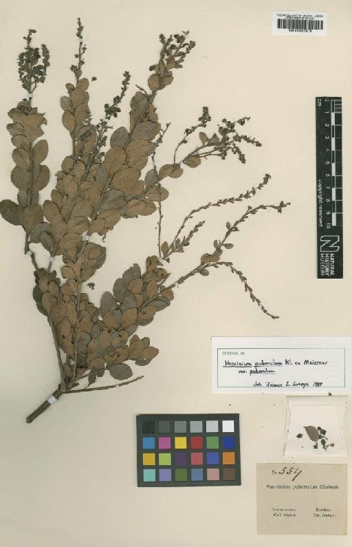 Vaccinium puberulum var. puberulum Klotzsch ex Meisn. - BM000993619