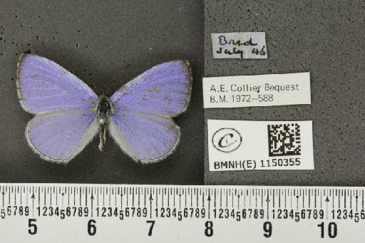 Celastrina argiolus britanna (Verity, 1919) - BMNHE_1150355_111776