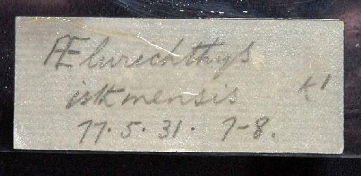 Aelurichthys isthmensis Regan, 1907 - 1877.5.31.7-8; Aelurichthys isthmensis; image of jar label; ACSI project image