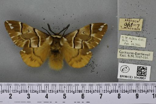 Endromis versicolora ab. pallida Tutt, 1902 - BMNHE_1640907_240106