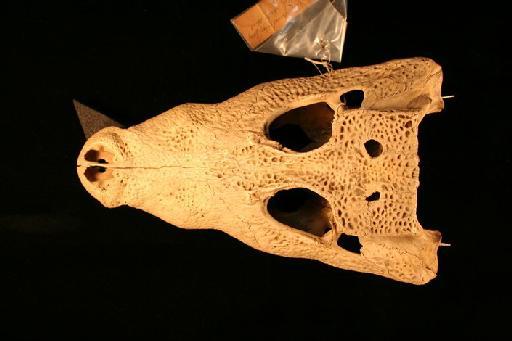 Osteolaemus tetraspis Cope, 1861 - O_tetraspis_62.6.30.5(cran2)