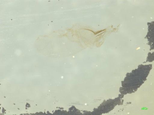 Kalissus nitidus LeConte, 1874 - 010189302___4