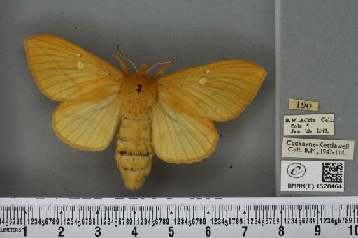 Euthrix potatoria ab. inversa Caradja, 1895 - BMNHE_1528464_196957