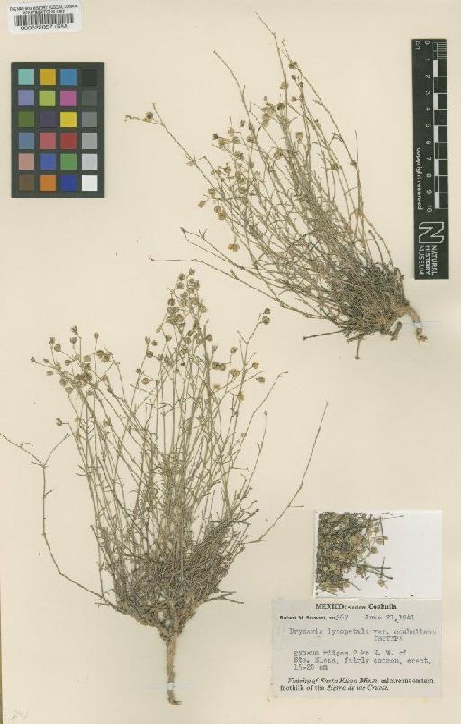 Drymaria lyropetala var. coahuilana Johnston - BM000522057
