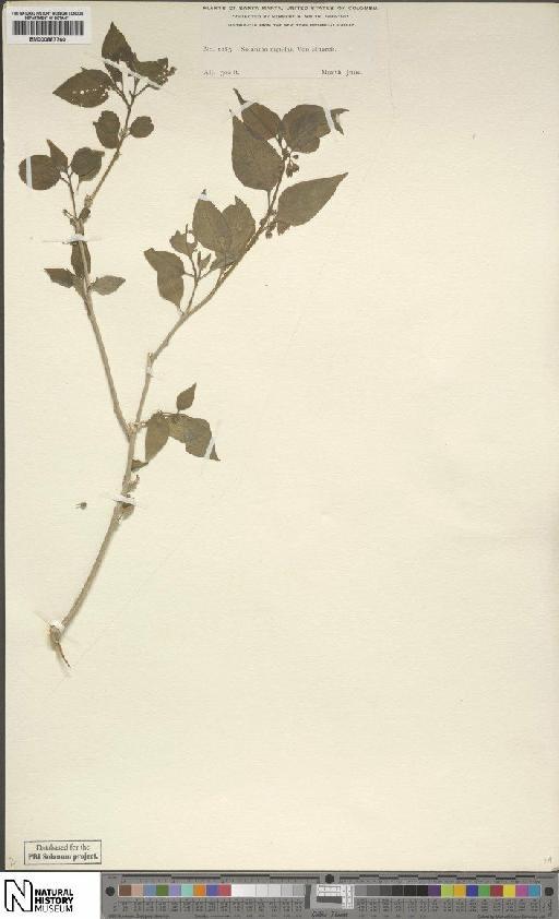 Capsicum rhomboideum (Dunal) Kuntze - BM000887760