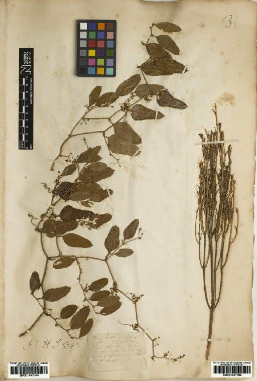 Ceratiola ericoides Michx. - BM001047042