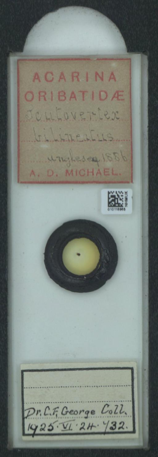 Scutovertex bilineatus (A.D. Michael, 1888) - 010118965_128155_548571