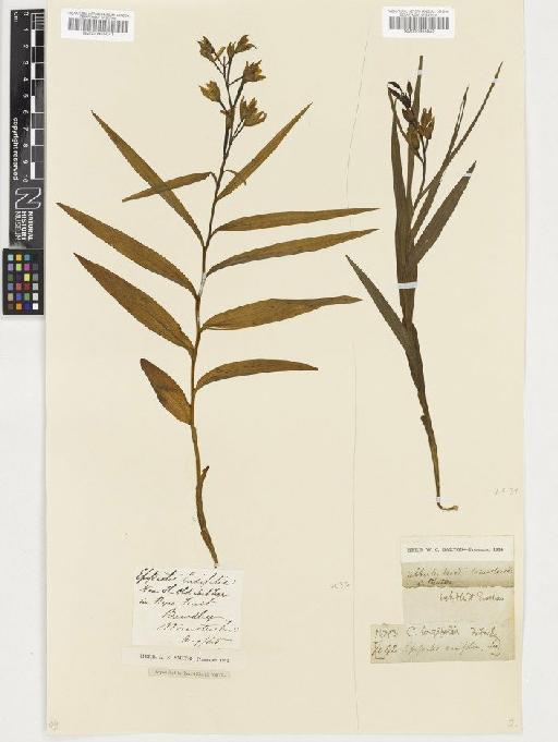 Cephalanthera longifolia (L.) Fritsch - BM000955042