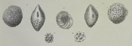 Pulvinulina favus Brady, 1877 - ZF2216_104_15_Favocassidulina_favus.jpg