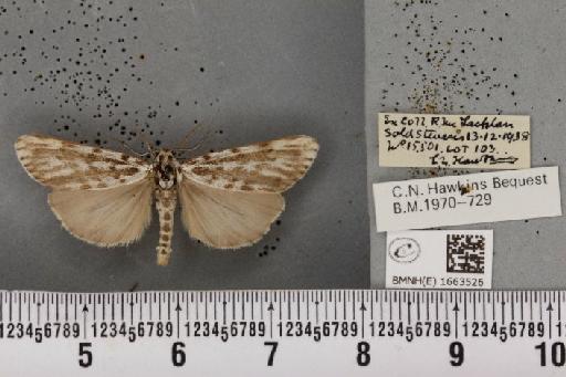 Coscinia cribraria bivittata (South, 1900) - BMNHE_1663526_283255