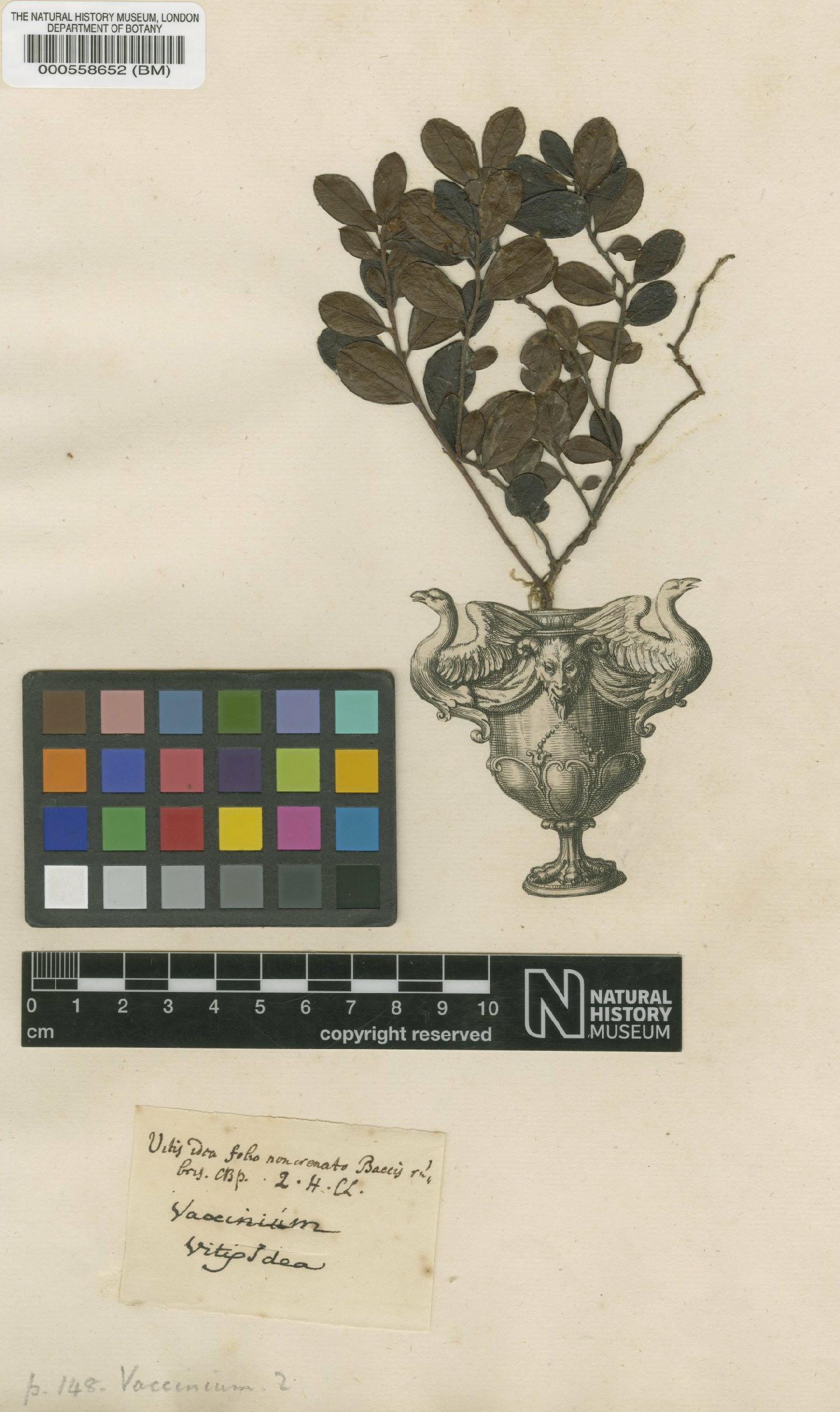 To NHMUK collection (Vaccinium vitis-idaea L.; Original material; NHMUK:ecatalogue:4698449)