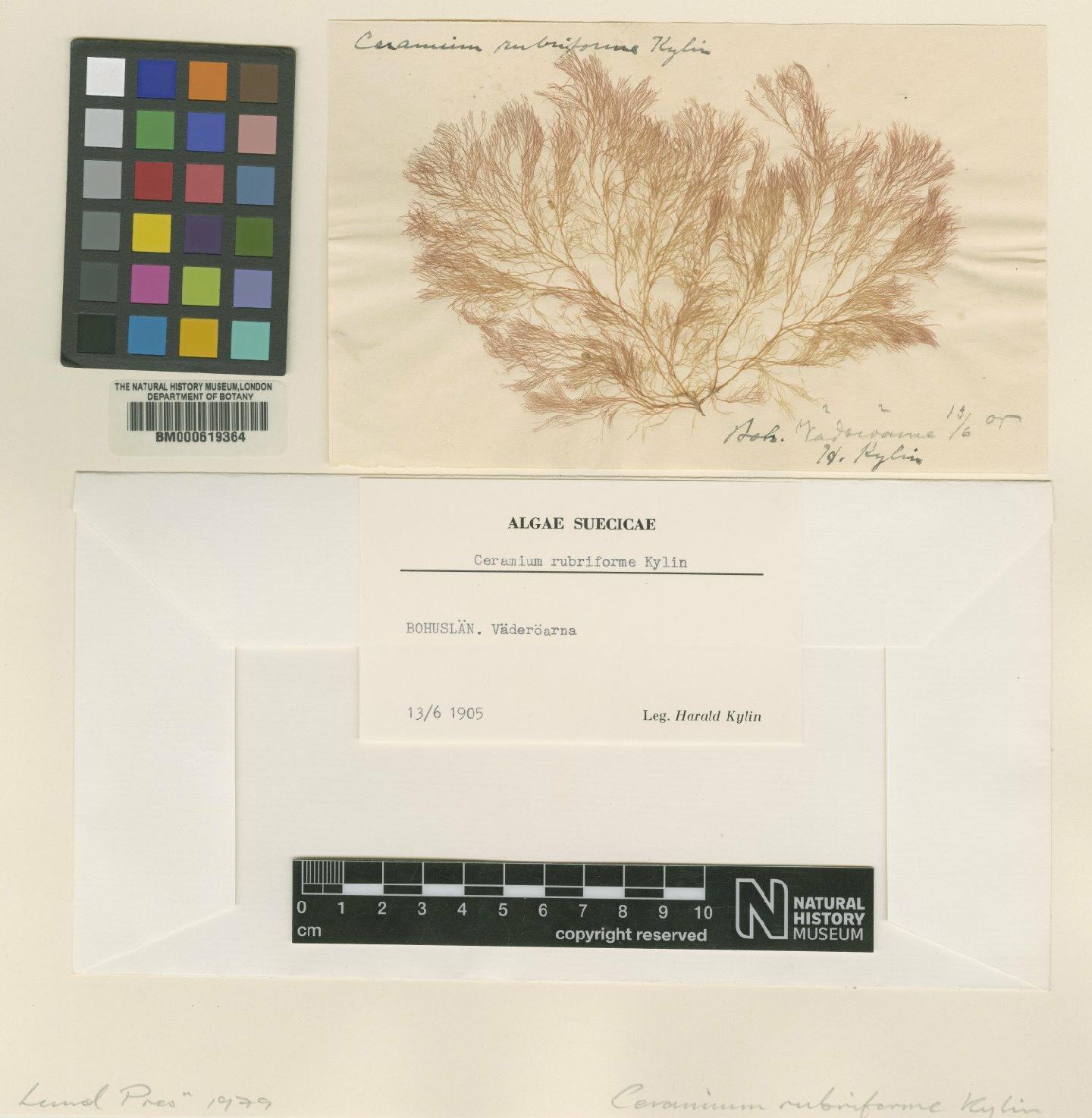To NHMUK collection (Ceramium arborescens J.Agardh; TYPE; NHMUK:ecatalogue:4790903)