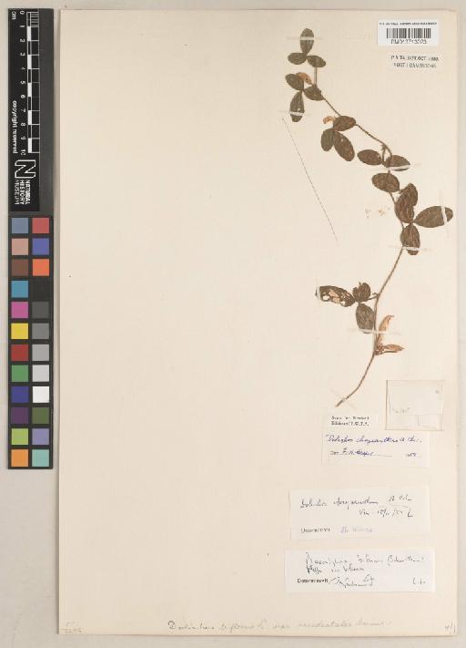 Macrotyloma chrysanthum var. chrysanthum - BM013713023