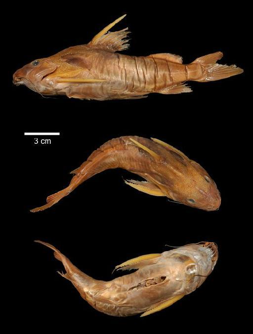 Synodontis maculipinna Norman, 1922 - 1922.4.18.27; Synodontis maculipinna; type; ACSI Project image