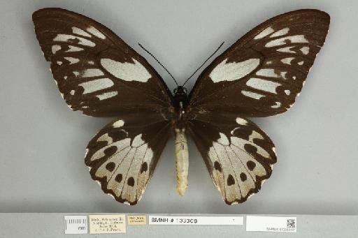 Ornithoptera priamus teucrus Joicey & Talbot, 1916 - 013603191__