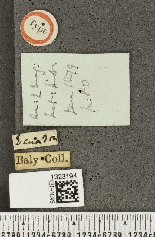 Diabrotica elegans Baly, 1879 - BMNHE_1323194_a_label_19833