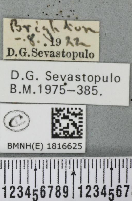 Eupithecia icterata (Stephens, 1831) - BMNHE_1816625_label_393365