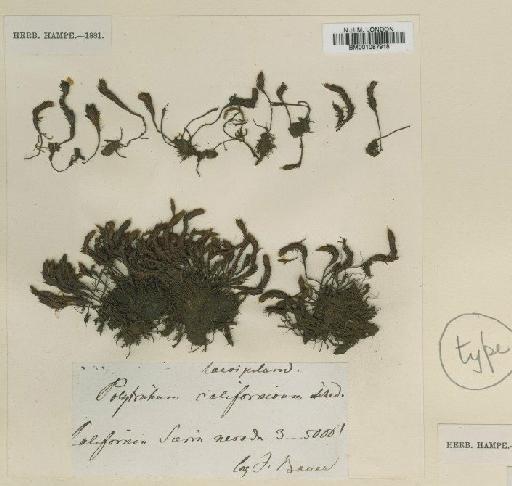 Polytrichum piliferum Hedw. - BM001087918