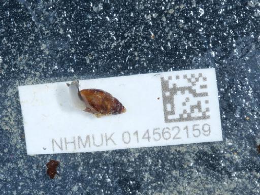Leucophytia bidentata subterclass Tectipleura (Montagu, 1808) - 014562159_5