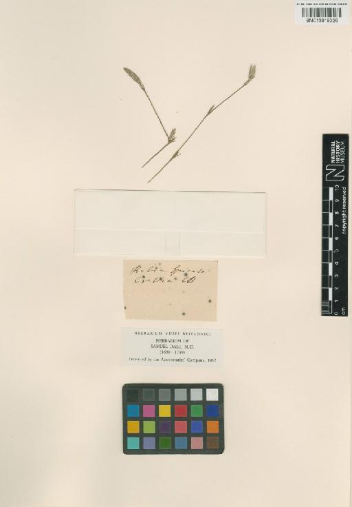 Rubiaceae Juss. - 013819026