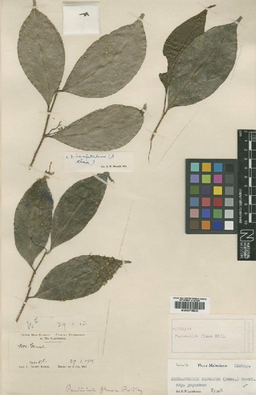 Dichapetalum papuanum subsp. papuanum (Becc.) Boerl - BM000799845