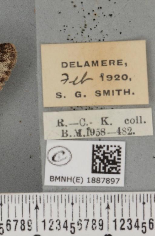 Apocheima hispidaria (Denis & Schiffermüller, 1775) - BMNHE_1887897_label_455262