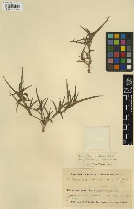Commelina africana var. glabriuscula (Norl.) Brenan - BM013399143