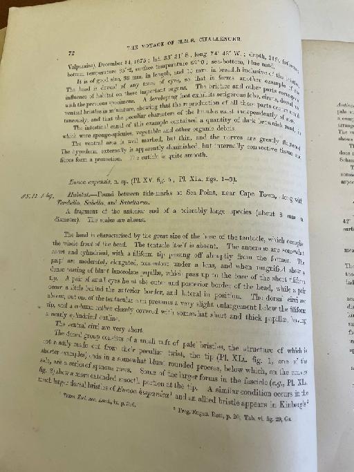 Laetmonice producta Grube, 1877 - Challenger Polychaete Scans of Book 31