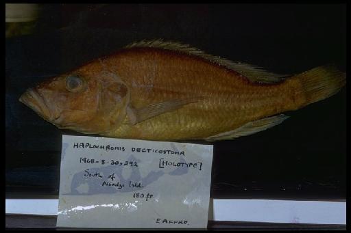 Haplochromis decticostoma Greenwood & Gee, 1969 - Haplochromis decticostoma; 1968.8.30.292