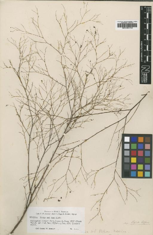 Marina diffusa var. diffusa (Moric) Barneby - BM000931536