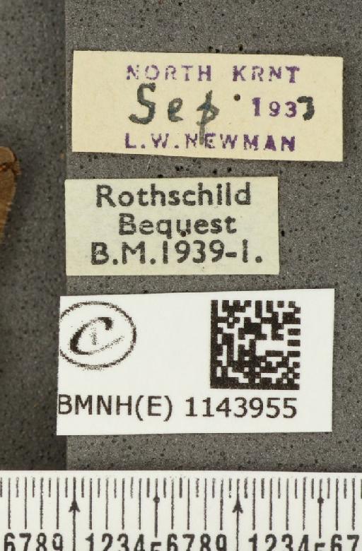 Lycaena phlaeas eleus ab. partimauroradiata Leeds, 1938 - BMNHE_1143955_label_108937