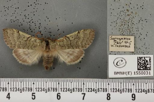 Achlya flavicornis galbanus Tutt, 1891 - BMNHE_1550031_239745