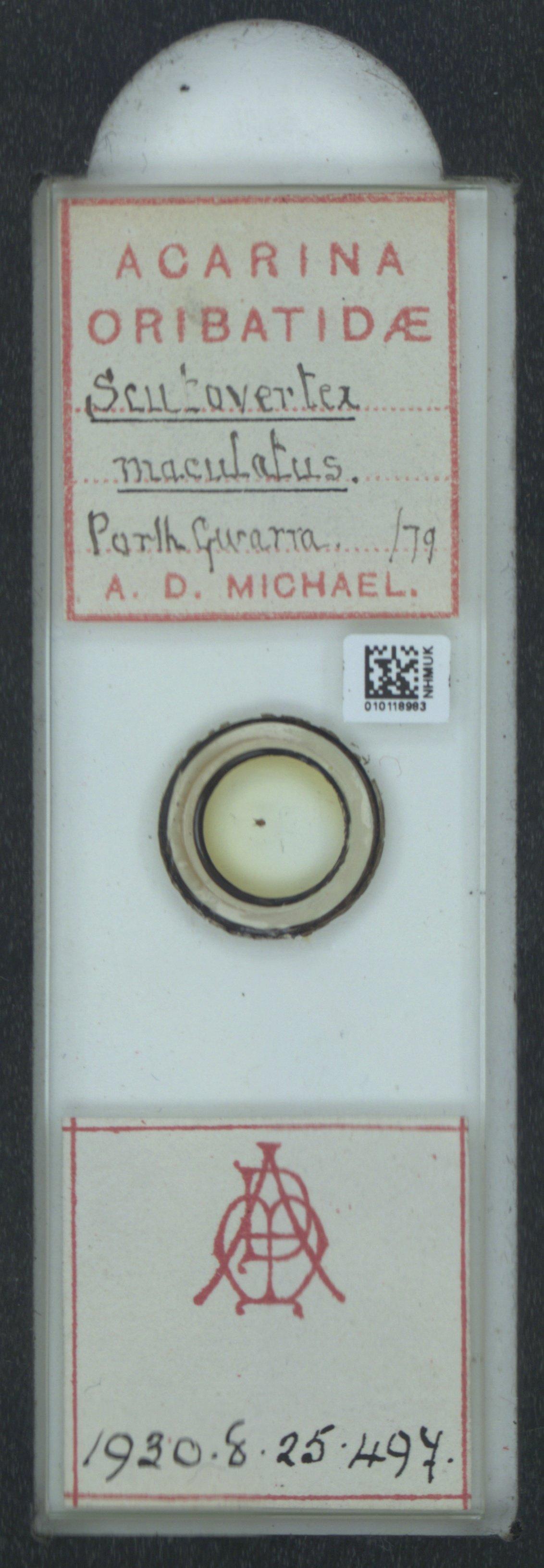 To NHMUK collection (Scutovertex maculatus A.D. Michael, 1882; NHMUK:ecatalogue:6550125)