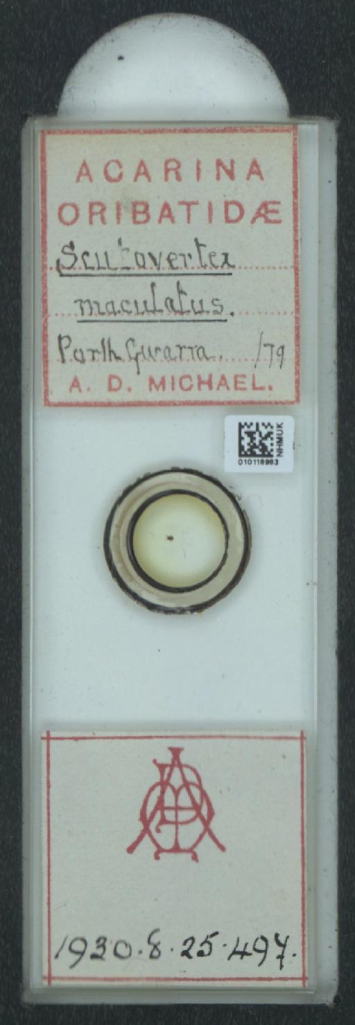 Scutovertex maculatus A.D. Michael, 1882 - 010118983_128155_1585179
