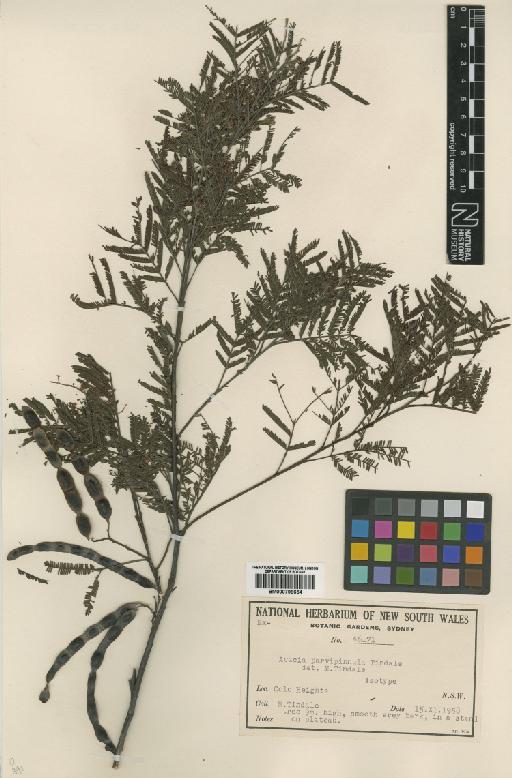Acacia parvipinnula Tindale - BM000796654