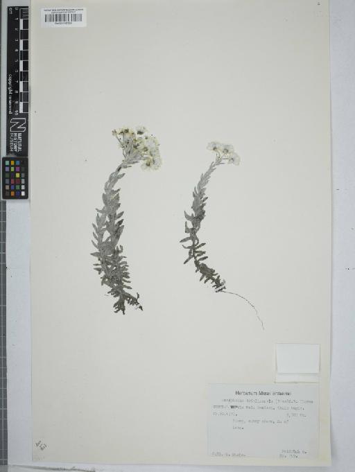 Anaphalis triplinervis (Sims) C.B.Clarke - 001116159