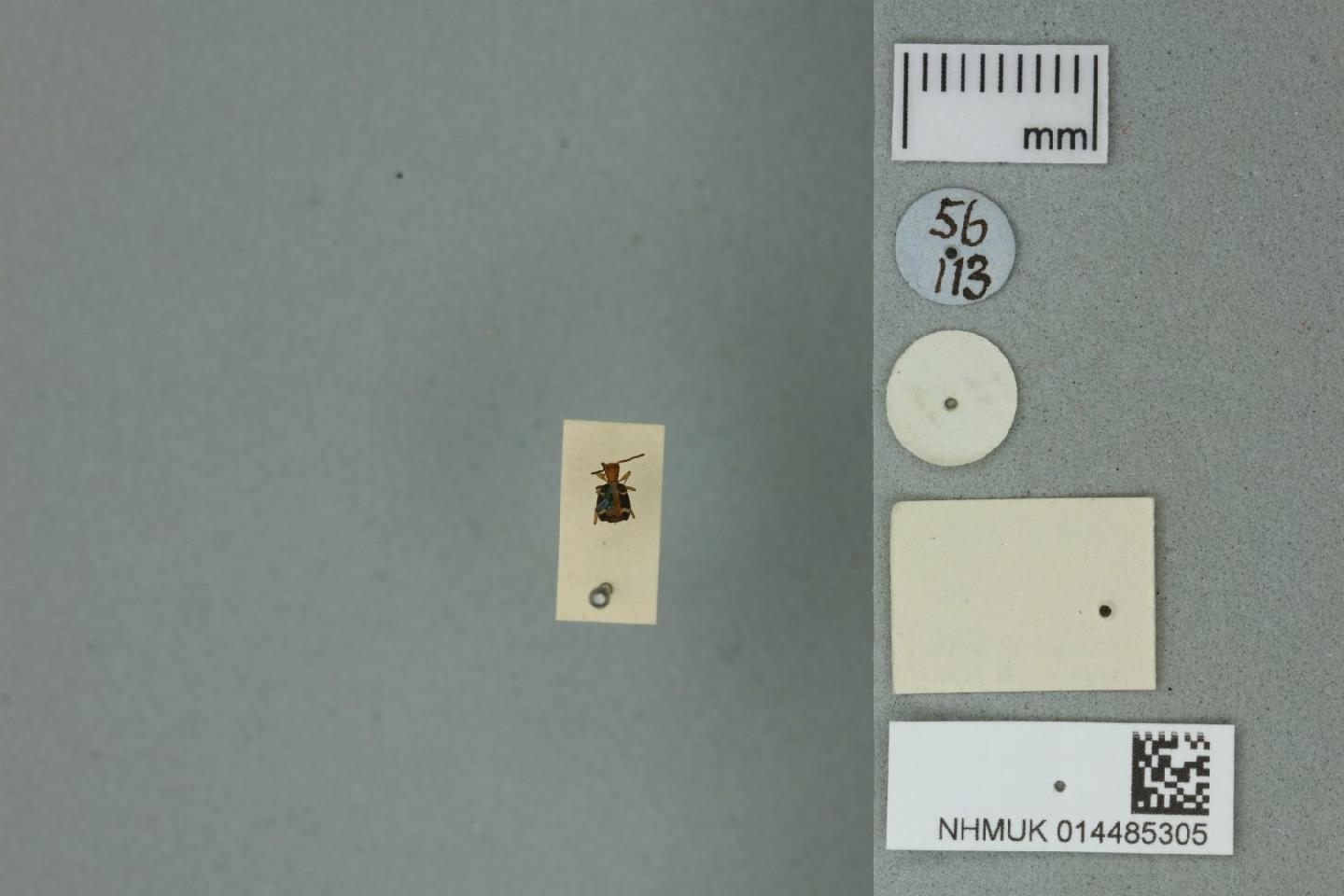 Mastax poecila thumbnail