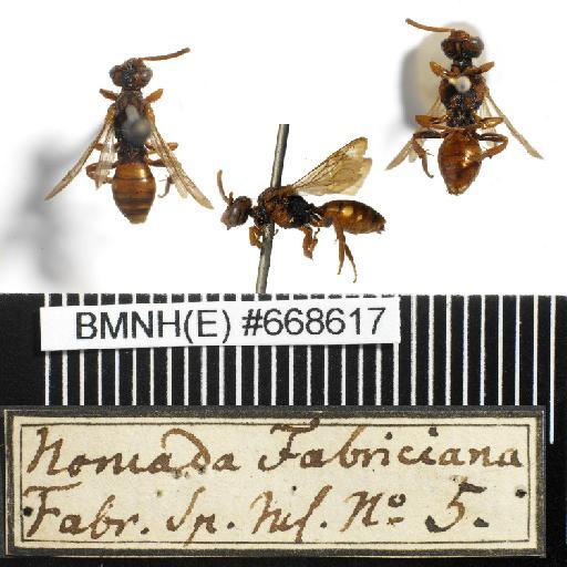 Nomada fabriciana (Linnaeus, 1767) - Nomada_fabriciana-BMNH(E)#668617-habiti