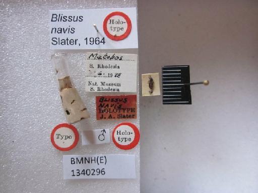 Blissus navis Slater, 1964 - Blissus navis-BMNH(E)1340296-Holotype male dorsal & labels