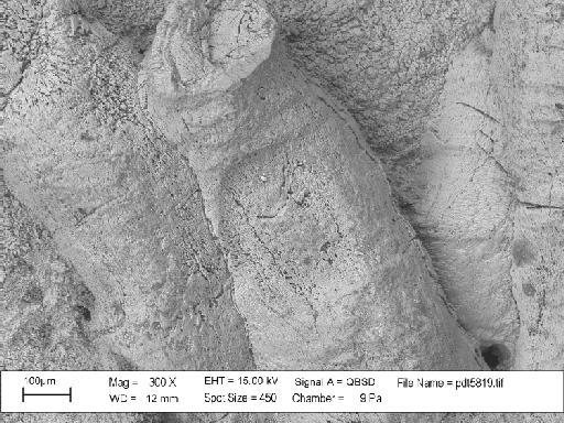 Hederella thedfordensis Bassler, 1939 - PI D 30066 – Hederella thedfordensis