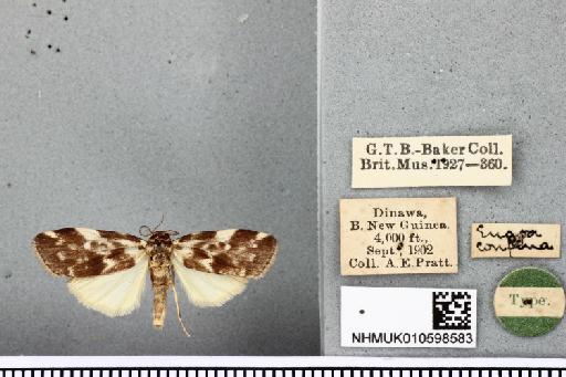 Eugoa conflua Bethune-Baker, 1904 - NHMUK 010598583 Eugoa conflua Bethune-Baker 1904 M Syntypus