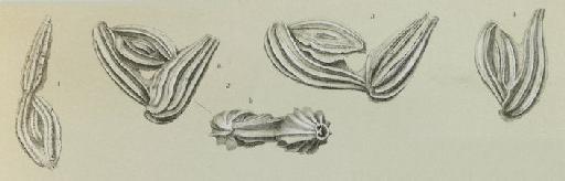 Miliolina separans Brady, 1881 - ZF1901_7_4_Ptychomiliola_separans.jpg