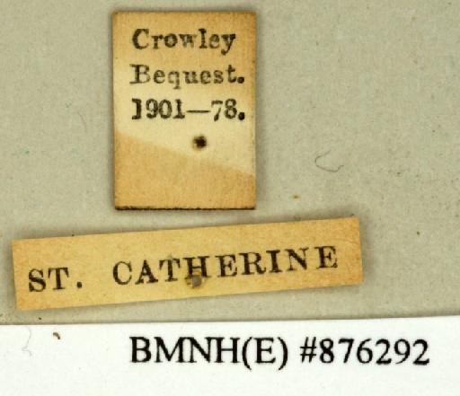 Parahormetica cicatricosa Saussure, 1869 - Parahormetica cicatricosa Saussure, 1869, male, non type, labels. Photographer: Edward Baker. BMNH(E)#876292